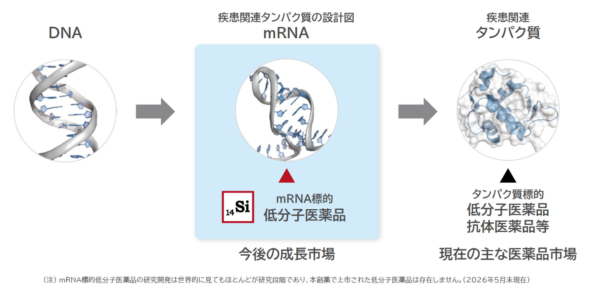 AI創薬でmRNAを標的とする医薬品の未来を拓く